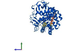 AlphaFold protein structure predicition of Human Recombinant RENBP Protein, UniprotID P51606