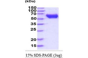 SDS-PAGE (SDS) image for Collapsin Response Mediator Protein 1 (CRMP1) (AA 1-572) protein (His tag) (ABIN6388174)