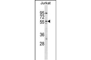 Western blot analysis in Jurkat cell line lysates (35ug/lane). (HCRTR2 anticorps  (AA 275-304))