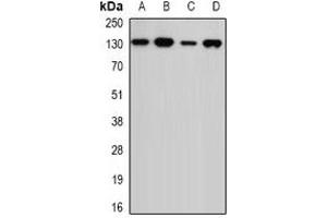 Western blot analysis of USP7 expression in MCF7 (A), Jurkat (B), mouse spleen (C), mouse testis (D) whole cell lysates. (USP7 anticorps)