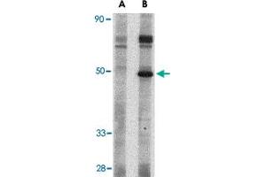 Western blot analysis of Crlf2 in mouse heart tissue lysate with Crlf2 polyclonal antibody  at 1 ug/mL in (A) the presence and (B) the absence of blocking peptide. (CRLF2 anticorps  (Internal Region))