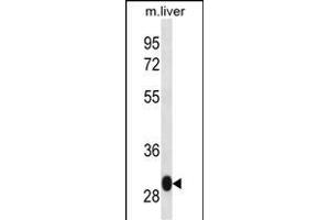 LSM12 Antibody (C-term) (ABIN657035 and ABIN2846208) western blot analysis in mouse liver tissue lysates (35 μg/lane). (LSM12B anticorps  (C-Term))