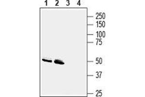 Western blot analysis of mouse brain membranes (lanes 1 and 3) and rat brain membranes (lanes 2 and 4): - 1, 2. (GPR83 anticorps  (Extracellular))