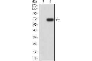 Western blot analysis using CD334 mAb against HEK293 (1) and CD334 (AA: extra 22-369)-hIgGFc transfected HEK293 (2) cell lysate.