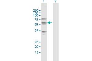 Western Blot analysis of CREB3L1 expression in transfected 293T cell line by CREB3L1 MaxPab polyclonal antibody.