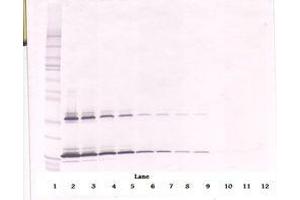 Image no. 1 for anti-KIT Ligand (KITLG) antibody (ABIN1500815) (KIT Ligand anticorps)