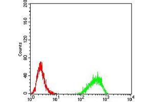 Flow cytometric analysis of K562 cells using DNMT3B mouse mAb (green) and negative control (red).