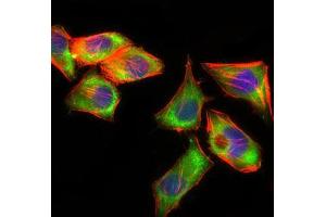 Immunofluorescence analysis of HepG2 cells using PSAP mouse mAb (green).