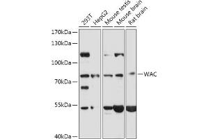Western blot analysis of extracts of various cell lines, using WAC antibody (ABIN7271393) at 1:1000 dilution.