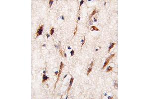 anti-MOB Kinase Activator 1B (MOB1B) (AA 177-206), (C-Term) antibody