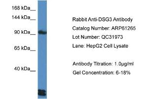 Western Blotting (WB) image for anti-Desmoglein 3 (DSG3) (C-Term) antibody (ABIN2788741) (Desmoglein 3 anticorps  (C-Term))