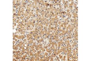 IHC analysis of TOM20/TOMM20 using anti-TOM20/TOMM20 antibody (ABIN7600883). (TOMM20 anticorps  (AA 25-145))