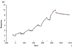 Human FLT3 Ligand, hFc Tag immobilized on CM5 Chip can bind Mouse FLT3, hFc Tag with an affinity constant of 35.