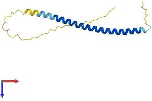 AlphaFold protein structure predicition of Mouse Recombinant Scoc Protein, UniprotID Q78YZ6