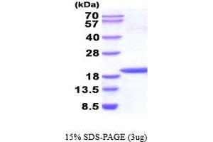SDS-PAGE (SDS) image for Non-Metastatic Cells 1, Protein (NM23A) Expressed in (NME1) (AA 1-152) (Active) protein (ABIN6387708) (NME1 Protein (AA 1-152))