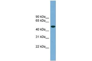 WB Suggested Anti-UBQLNL Antibody Titration: 0. (UBQLNL anticorps  (Middle Region))