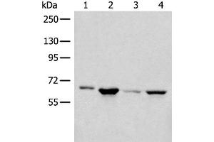 Western blot analysis of 293T PC-3 Hela cell lysates using CDC7 Polyclonal Antibody at dilution of 1:450 (CDC7 anticorps)