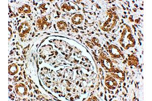 ABIN185430 (4µg/ml) staining of paraffin embedded Human Kidney. (VPS41 anticorps  (Internal Region))
