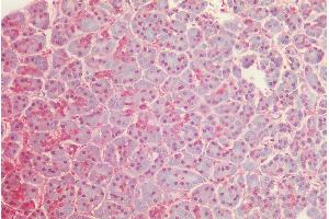 anti-Glyceraldehyde-3-Phosphate Dehydrogenase (GAPDH) (C-Term) antibody