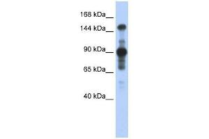 MINK1 antibody used at 0. (MAP4K6 anticorps  (Middle Region))