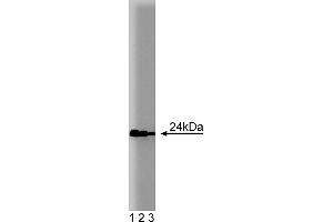 Western Blotting (WB) image for anti-RAB11A, Member RAS Oncogene Family (RAB11A) (AA 86-207) antibody (ABIN968091) (RAB11A anticorps  (AA 86-207))