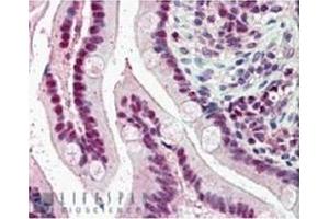 Image no. 1 for anti-Karyopherin (Importin) alpha 4 (KPNA4) (C-Term) antibody (ABIN374394) (KPNA4 anticorps  (C-Term))