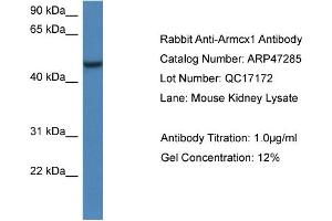 Western Blotting (WB) image for anti-Armadillo Repeat Containing, X-Linked 1 (ARMCX1) (C-Term) antibody (ABIN2782901) (ARMCX1 anticorps  (C-Term))