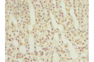 Immunohistochemistry of paraffin-embedded human adrenal gland tissue using ABIN7167389 at dilution of 1:100 (RAB9A anticorps  (AA 122-201))