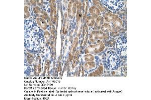 Human kidney (FAM55D anticorps  (C-Term))