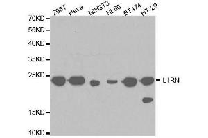 Western blot analysis of extracts of various cell lines, using IL1RN antibody. (IL1RN anticorps  (AA 1-159))