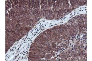 Image no. 4 for anti-RuvB-Like 2 (E. Coli) (RUVBL2) (AA 113-370) antibody (ABIN1490850) (RUVBL2 anticorps  (AA 113-370))