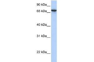 WB Suggested Anti-BAT5 Antibody Titration:  0. (BAT5 anticorps  (N-Term))