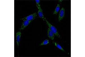 Immunofluorescence analysis of NIH/3T3 cells using HSPA4 monoclonal antibody, clone 5A6  (green) . (HSPA4 anticorps)