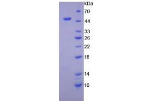 SDS-PAGE analysis of Dog Interferon beta Protein. (IFNB1 Protéine)