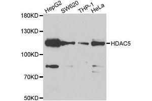 Western blot analysis of extracts of various cell lines, using HDAC5 antibody. (HDAC5 anticorps  (AA 350-450))