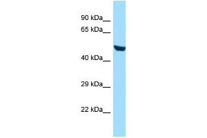 WB Suggested Anti-RINL Antibody Titration: 1. (RINL anticorps  (N-Term))