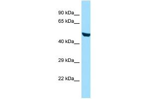 WB Suggested Anti-RINL Antibody Titration: 1.