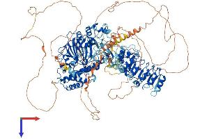 AlphaFold protein structure predicition of Mouse Recombinant Kdm2b Protein, UniprotID Q6P1G2