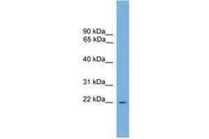 Image no. 1 for anti-Regulator of G-Protein Signaling 10 (RGS10) (N-Term) antibody (ABIN6746203) (RGS10 anticorps  (N-Term))