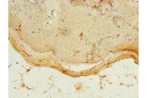 Immunohistochemistry of paraffin-embedded human skin tissue using ABIN7160813 at dilution of 1:100 (PDZD3 anticorps  (AA 42-291))