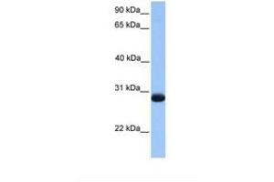 Image no. 1 for anti-Zinc Finger, Matrin-Type 3 (ZMAT3) (AA 58-107) antibody (ABIN6738746)