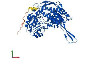 AlphaFold protein structure predicition of Human Recombinant ALDH1A2 Protein, UniprotID O94788