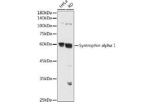 Western blot analysis of extracts of various cell lines, using Syntrophin alpha 1 antibody (ABIN7270692) at 1:500 dilution. (SNTA1 anticorps)