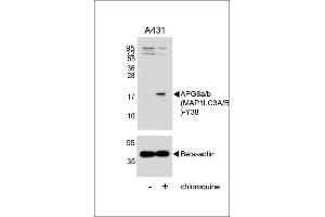 Western blot analysis of lysates from A431 cell line, untreated or treated with chloroquine , 100 ng/mL, using G8a/b (M1LC3A/B) Antibody (Y38) 1803A (upper) or Beta-actin (lower). (MAP1LC3A anticorps  (AA 23-52))