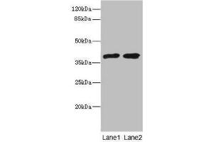 Western blot All lanes: TCF19 antibody at 0. (TCF19 anticorps  (AA 1-290))