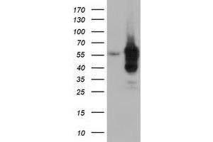 Western Blotting (WB) image for anti-Dynein, Cytoplasmic 1, Light Intermediate Chain 1 (DYNC1LI1) antibody (ABIN1497933) (DYNC1LI1 anticorps)