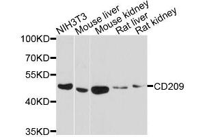 Western blot analysis of extracts of various cell lines, using CD209 antibody. (DC-SIGN/CD209 anticorps  (AA 265-404))