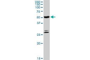 CYP4B1 MaxPab rabbit polyclonal antibody.