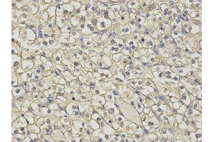 Immunohistochemistry (IHC) image for anti-Histamine N-Methyltransferase (HNMT) antibody (ABIN1873063) (HNMT anticorps)