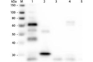 Western Blot of Anti-Chicken IgG (H&L) (GOAT) Antibody (Min X Bv Gt GP Ham Hs Hu Ms Rb Rt & Sh Serum Proteins). (Chèvre anti-Poulet IgG Anticorps (Cy2) - Preadsorbed)